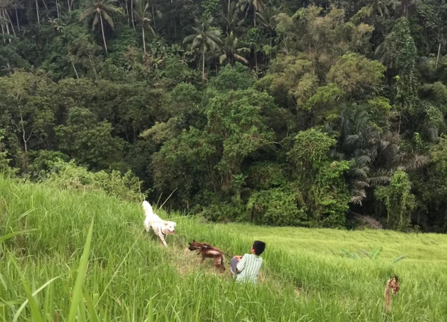 Willa Bati Private Luxury Living Ubud